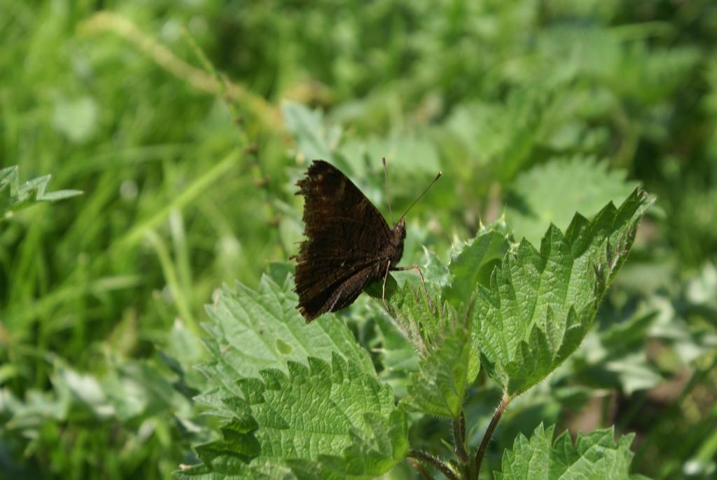 Appartamento Watercress Barns Sittingbourne Esterno foto